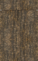 AV 7030 Gold Shine-star
